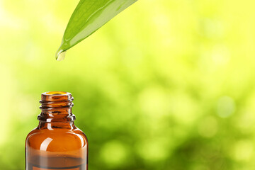 Poster - Essential oil dripping from green leaf into bottle on blurred background, closeup. Space for text