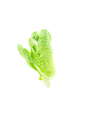 Fresh green oak lettuce on white background