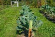 © Walt - Collards in the Community Garden, York Pennsylvania USA