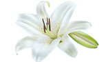 A beautiful white lily flower isolated on a white background, showcasing its delicate petals and natural elegance