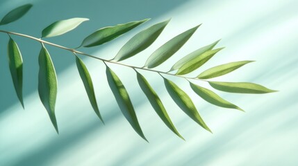 Wall Mural - A close-up of a green leaf branch against a soft, light background.