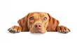 © BerkahStock - A close-up of a brown dog with a curious expression, resting its paws on a surface.