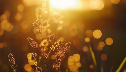 Poster - A close-up of illuminated grass against a golden sunset, capturing the soft shimmer of nature in the warm light.