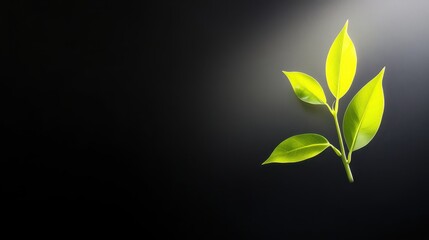 Poster - Dark black background with soft lighting from above, offering a subtle, dramatic effect for photography.