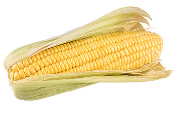 Sweet corn isolated on white or transparent background