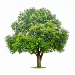 Isolated tree on white background, isolated tropical tree used for design, advertising and architecture