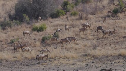 Wall Mural - a panning shot of red hartebeest antelope grazing on a hill near a waterhole in pilanesberg national park of south africa