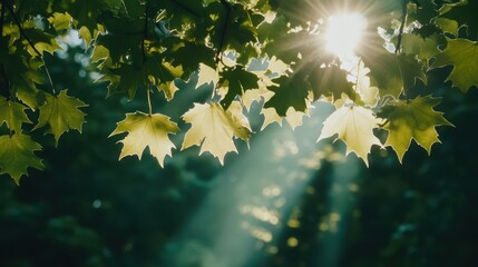 Poster - Sunlight filtering through green maple leaves providing a natural background with copy space