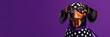 © BerkahStock - A stylish dog wearing a polka-dot outfit and mask against a purple background.