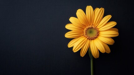 Poster - Solitary yellow flower on a plain background offering ample room for copy text