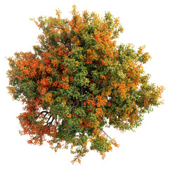 Wall Mural - png autumn tree view top vegetation.
