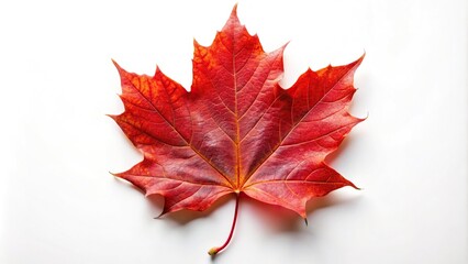 extreme close-up of a red sugar maple leaf on a white background