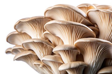 Wall Mural - Extreme close-up of delicious oyster mushrooms isolated on white background