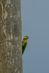 Wall Mural - loro orejiamarillo yellow-eared parrot ognorhynchus icterotis columbia.