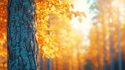 A serene forest scene showcasing a tree trunk with vibrant yellow and orange autumn leaves, illuminated by soft sunlight creating a warm atmosphere.