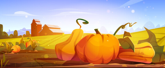 Pumpkin field with wooden barn. Vector cartoon illustration of rural vegetable garden with autumn harvest on ground, countryside ranch farmhouse, sunlight flare in air, blue sky, Thanksgiving Day card