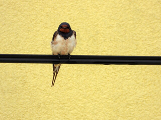 swallows with offsprings sitting on the wires