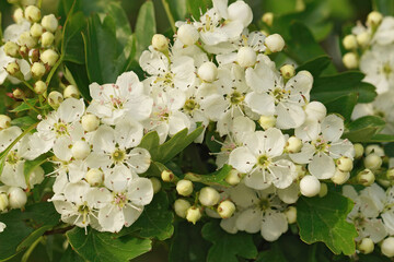 Wall Mural - Closeup shot of a white blooming common hawthorn shrub, Crataegus monogyna