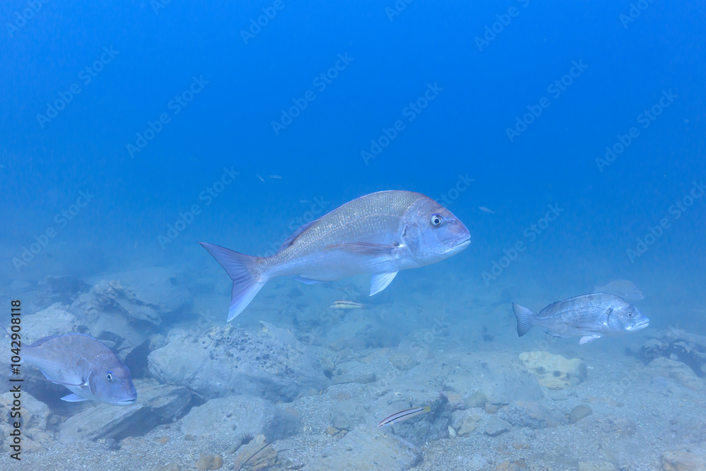 Sea creatures that live in Mutsu Bay: red sea bream, Black porgy ...