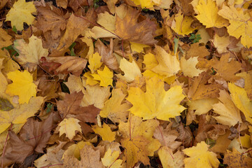 Wall Mural - Autumn background with golden maple leaf