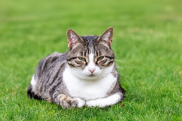 Cat lies on the grass