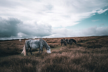 horses in the mountains