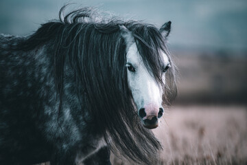 portrait of a horse