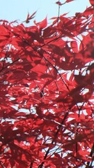 Wall Mural - vertical video, red leaf beautiful autumn background, closeup. red maple foliage on blue sky. forest