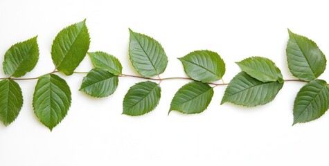 Wall Mural - A row of green leaves arranged on a white background.