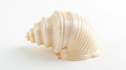 Wall Mural - A glossy spiraled seashell with soft pearlescent hues, placed delicately on a white background.