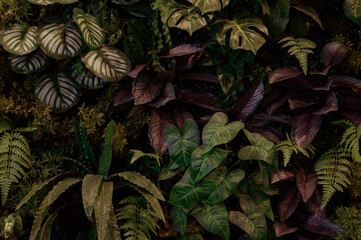 Wall Mural - abstract green leaf texture, tropical leaf foliage nature dark green background