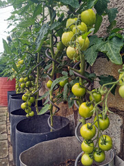 Wall Mural - green tomato plant in the garden