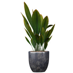 Wall Mural - 3d illustration of tropical plant in a pot