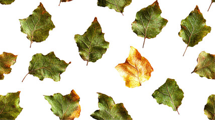 Poster - A collection of various green and yellow leaves scattered against a white background, showcasing autumn's changing colors and textures. transparent background