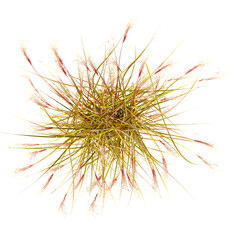 Wall Mural - Collection of Fountain grass isolated on transparent Canvas from the top view