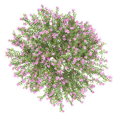 Top view of Bauhinia × blakeana flower plant isolated on transparent Canvas