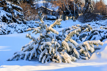 A snow covered tree with branches covered in snow