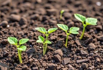 Wall Mural - young plant in soil