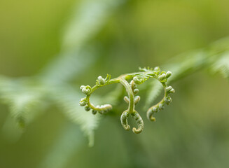 close up leaf