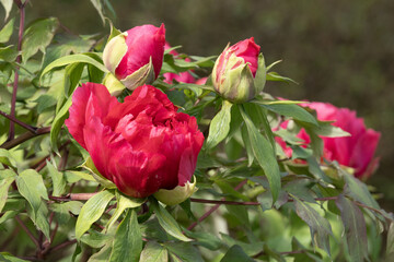 Wall Mural - pivoine arbustive rouge