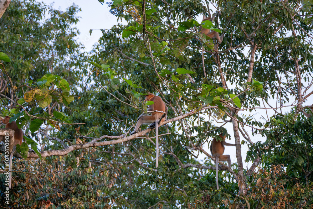 4 Proboscis Monkeys (Nasalis Larvatus, Long-Nosed Monkey, Orang Belanda ...