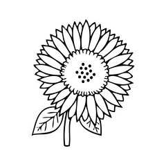 sunflower line vector illustration