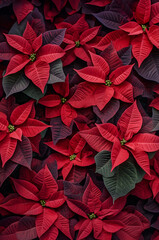 Wall Mural - Abstract background with red Poinsettia leaves. Vertical composition.