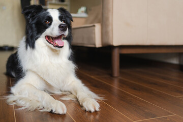 Poster - Funny portrait cute puppy dog border collie indoor. Pet dog resting at home. Puppy dog indoors in domestic room. Funny emotional dog having playful mood. Love for pets friendship companion pet care