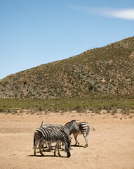 Wildlife, zebra and herd at safari in nature for conservation, endangered species or biodiversity. Indigenous, herbivore animals or desert landscape for sustainability in habitat, ecosystem or mockup