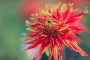 Sticker - Autumn blooming plant Dahlia