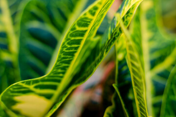 Close up of Croton leaves, Thailand. (Scientific name Croton Plant). Beautiful, green, floral background. Floristry and botany