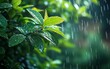 © Nattapat - Closeup of lush green leaves in a backyard garden, rain cascading down, creating a serene and refreshing ambiance, vibrant colors, nature photography