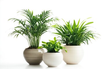 Poster - Three potted plants placed on a clean and minimalist white background