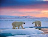 Polar bear with her cub walking on Arctic tundra at sunset,digital oil painting